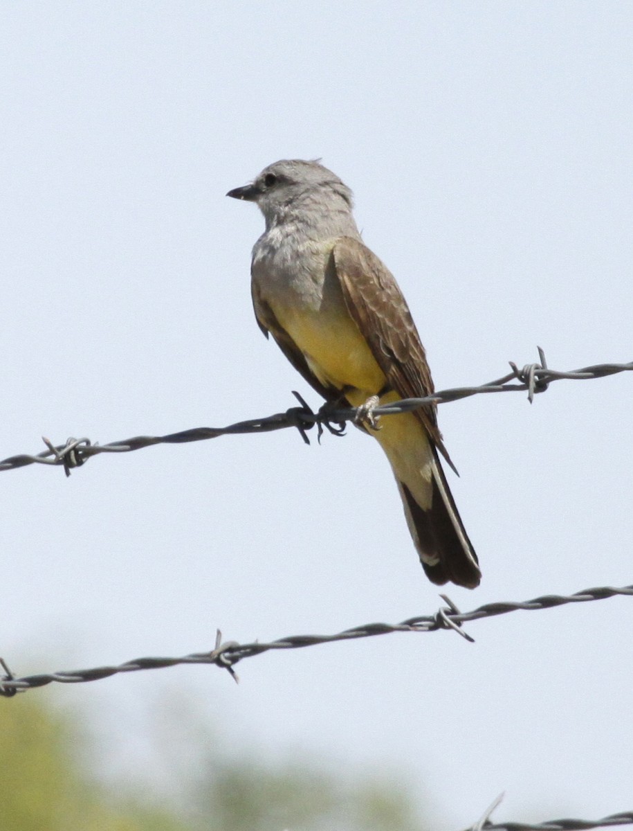 Western Kingbird - ML28674021