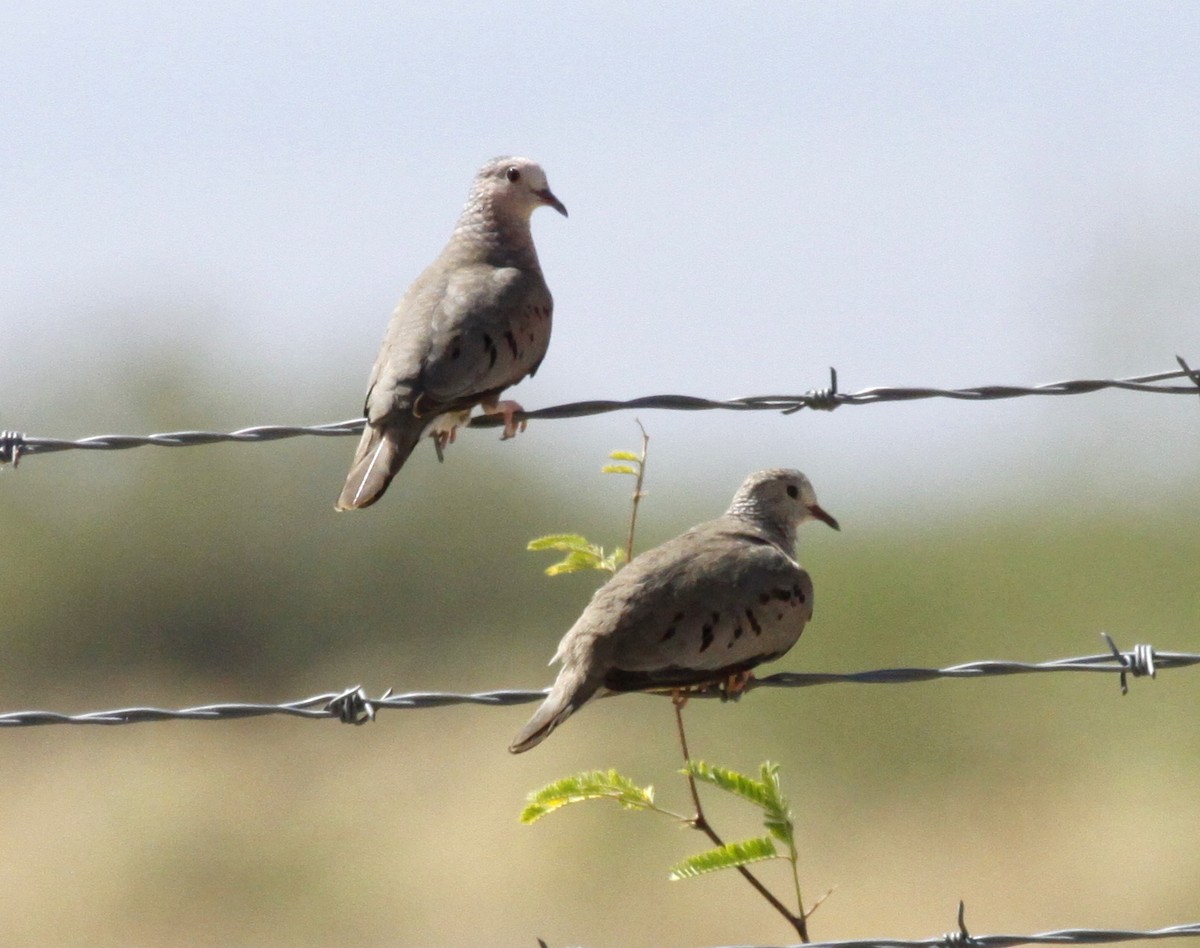 Common Ground Dove - ML28674061