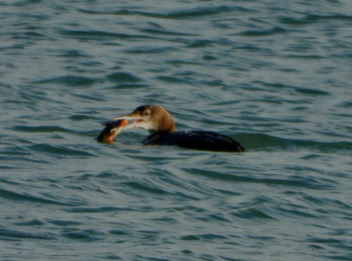 Common Loon - ML286740671