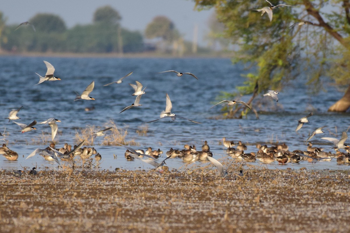 Whiskered Tern - ML286744131