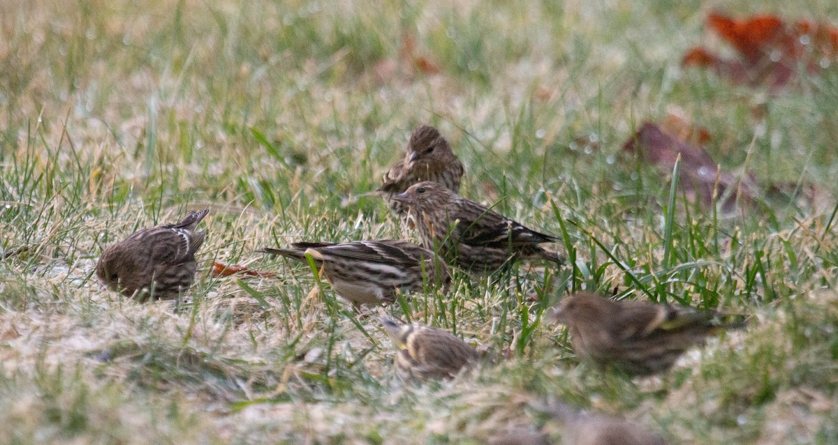 Pine Siskin - ML286744701