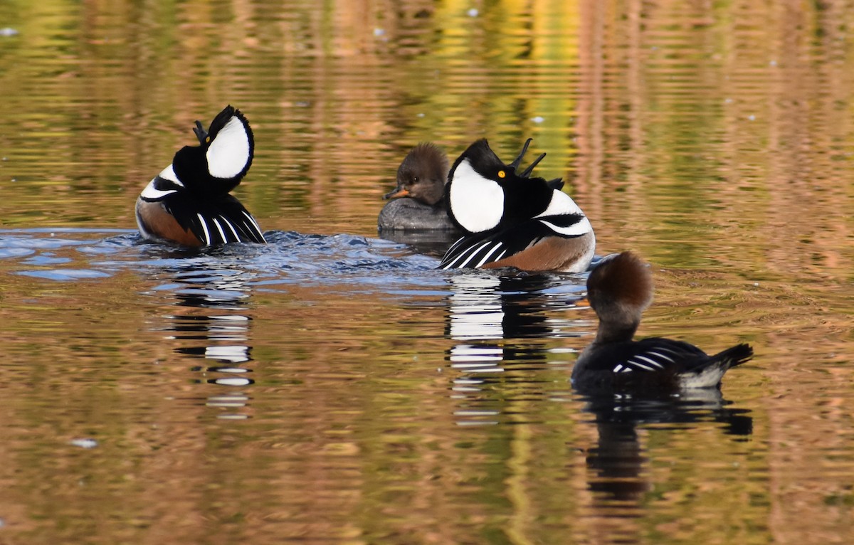 Hooded Merganser - Marina Roell