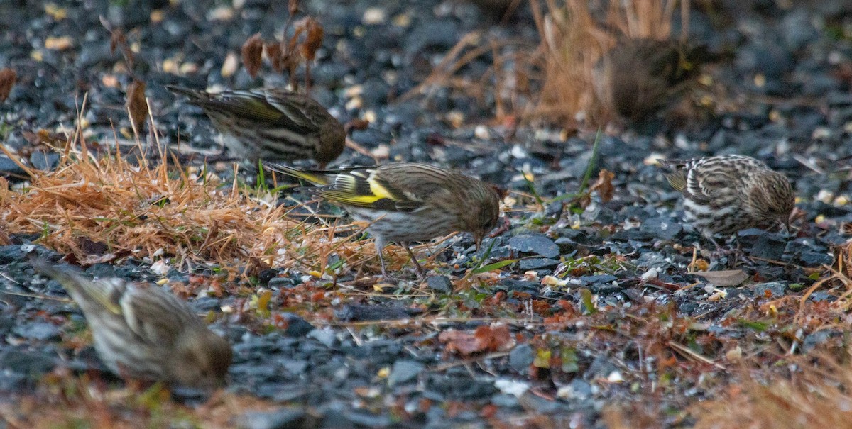 Pine Siskin - ML286746751