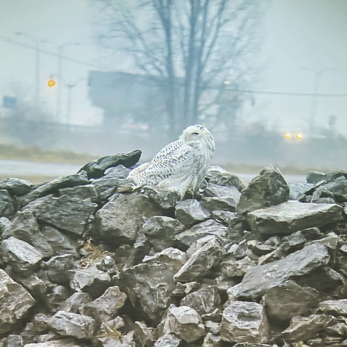 Snowy Owl - Kevin Rybczynski