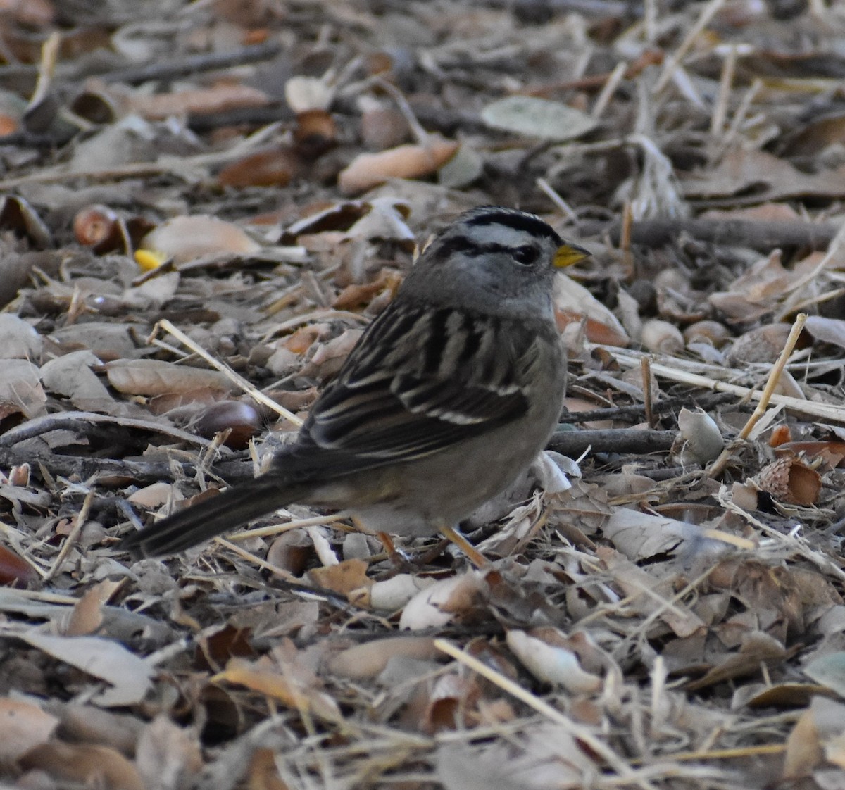 White-crowned Sparrow - Marina Roell