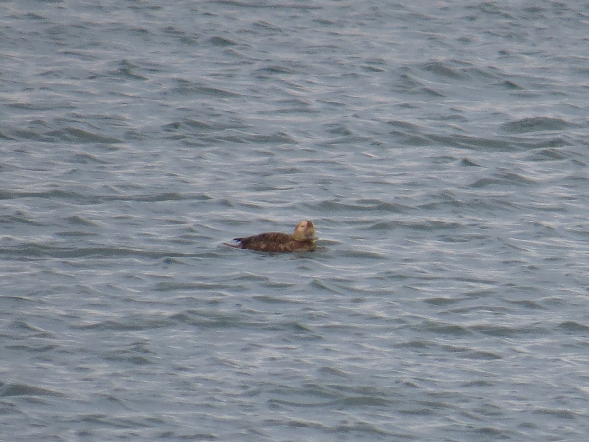 Spectacled Eider - ML286747731