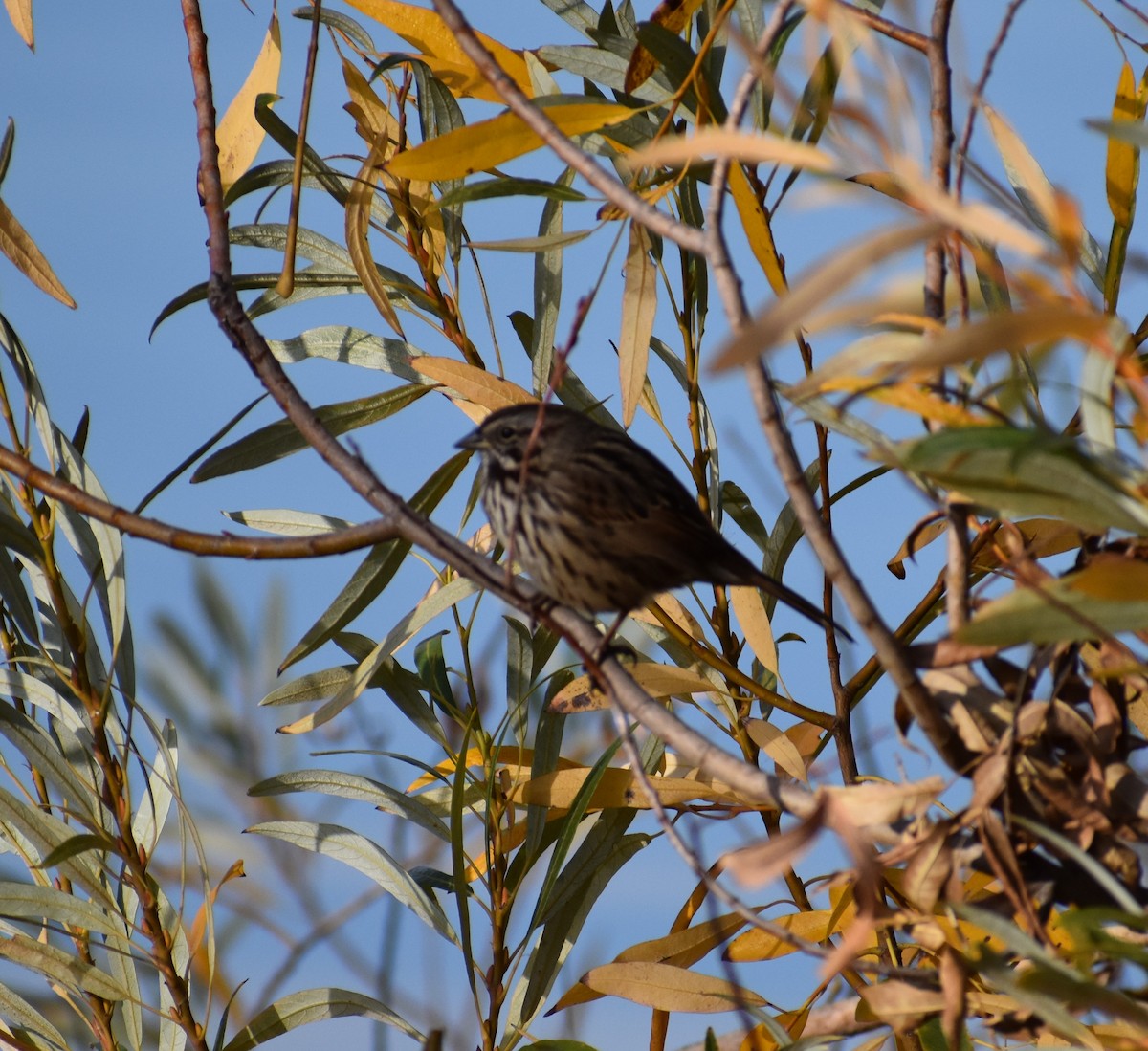 Passerellidae sp. (sparrow sp.) - ML286750471