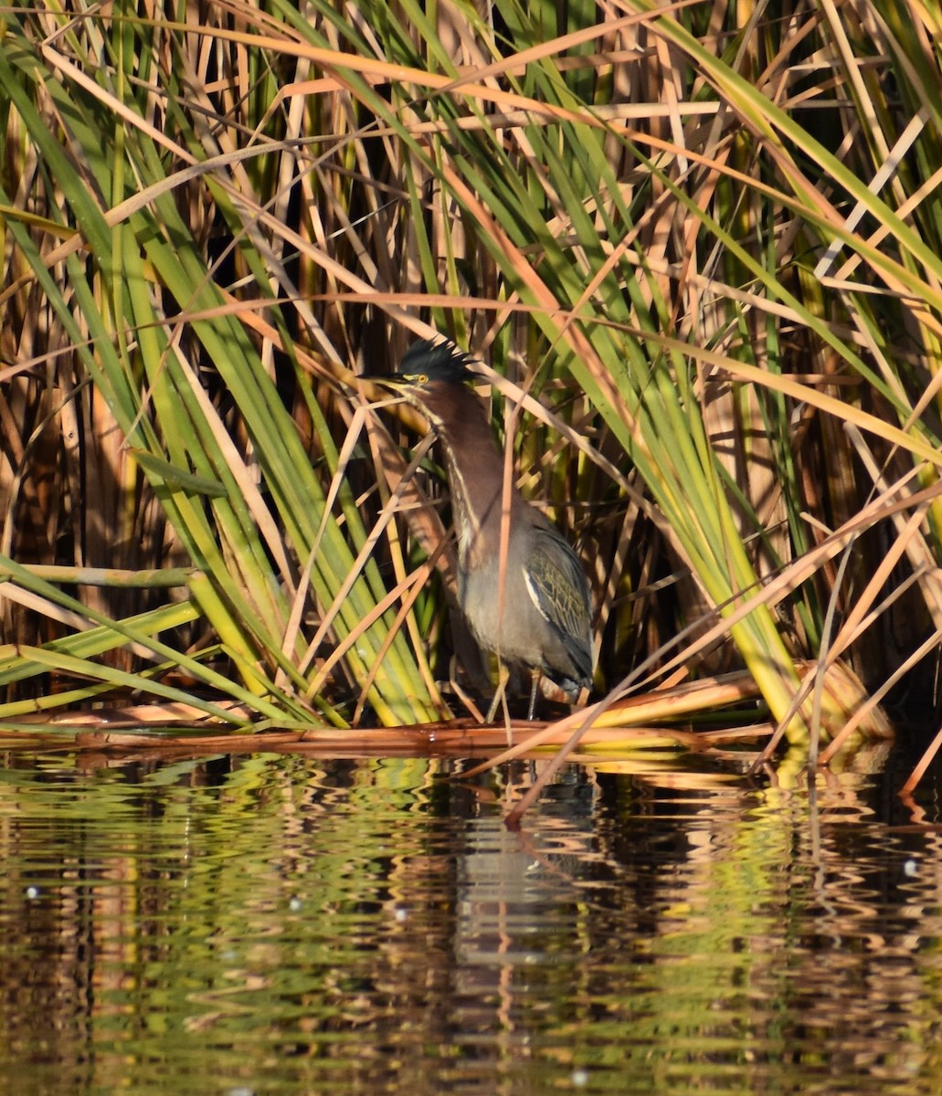 Green Heron - ML286751061