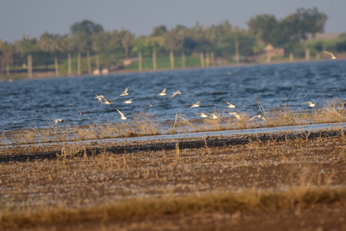 Whiskered Tern - ML286751871