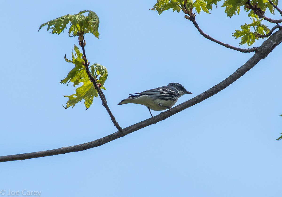 Cerulean Warbler - ML28675491