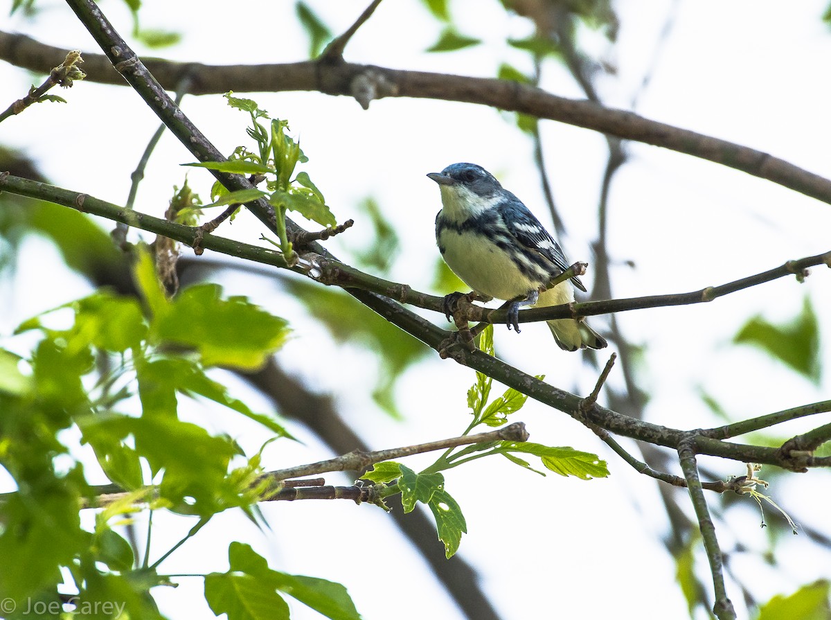 Cerulean Warbler - ML28675541