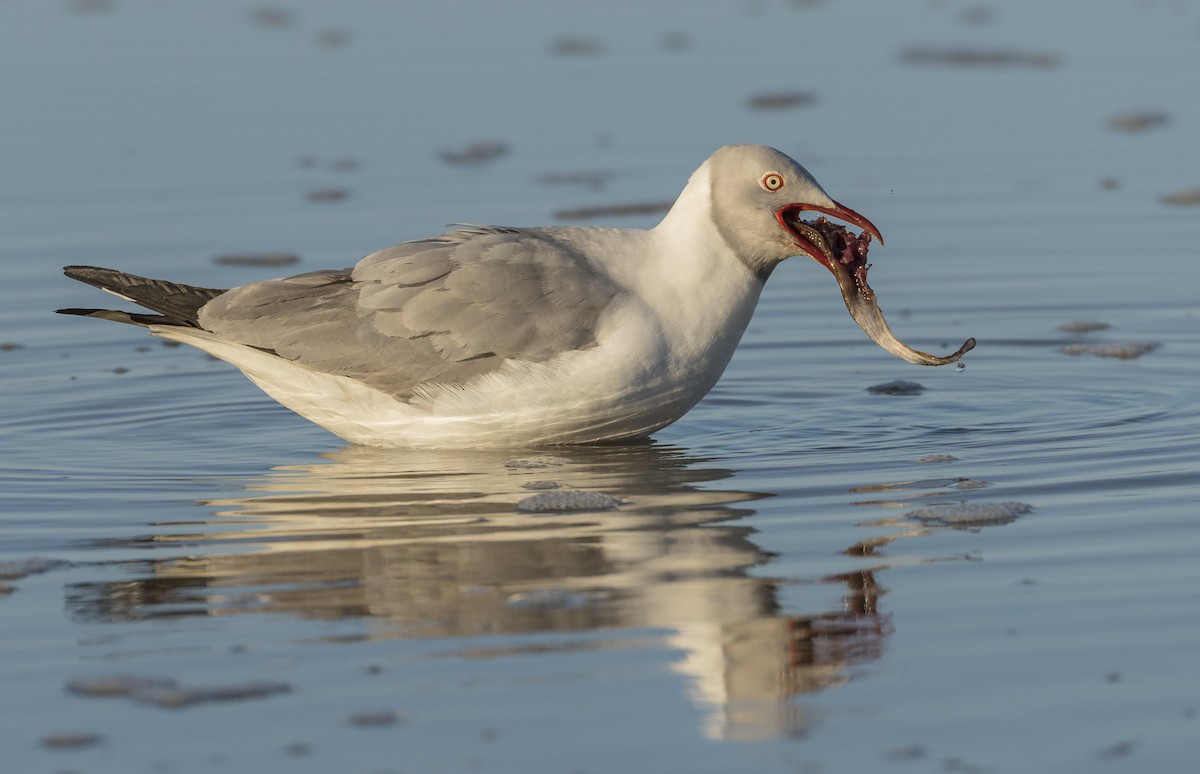 Gray-hooded Gull - Jim Shane