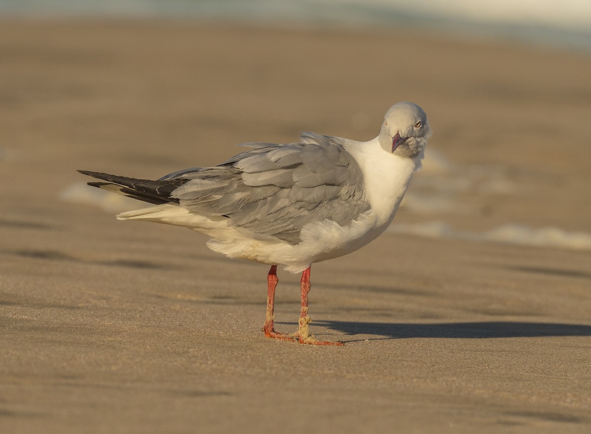 Gray-hooded Gull - Jim Shane