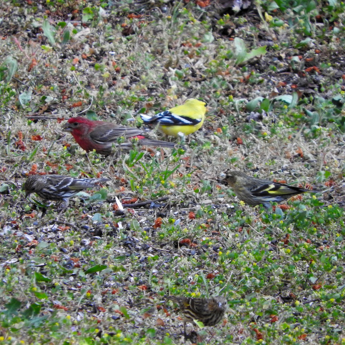 House Finch - ML28675631