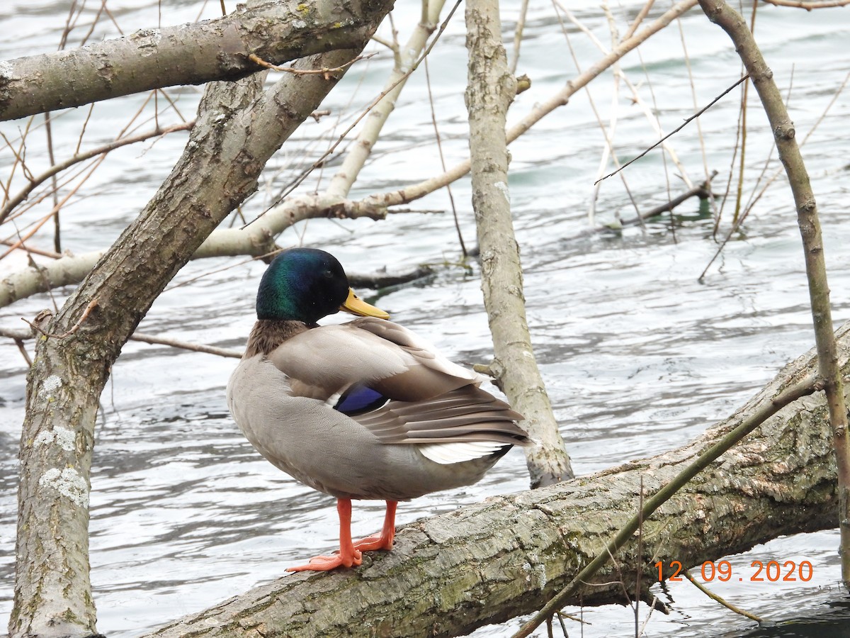 Mallard - ML286758581