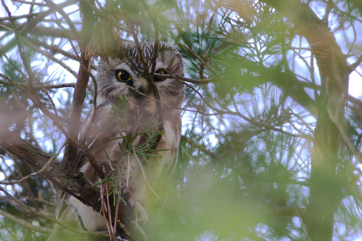 Northern Saw-whet Owl - Jeff Ellerbusch