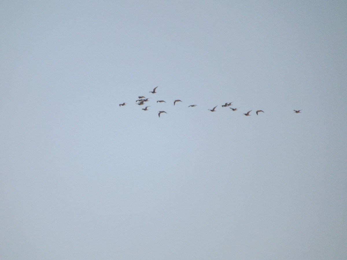 Marbled Godwit - ML286763861