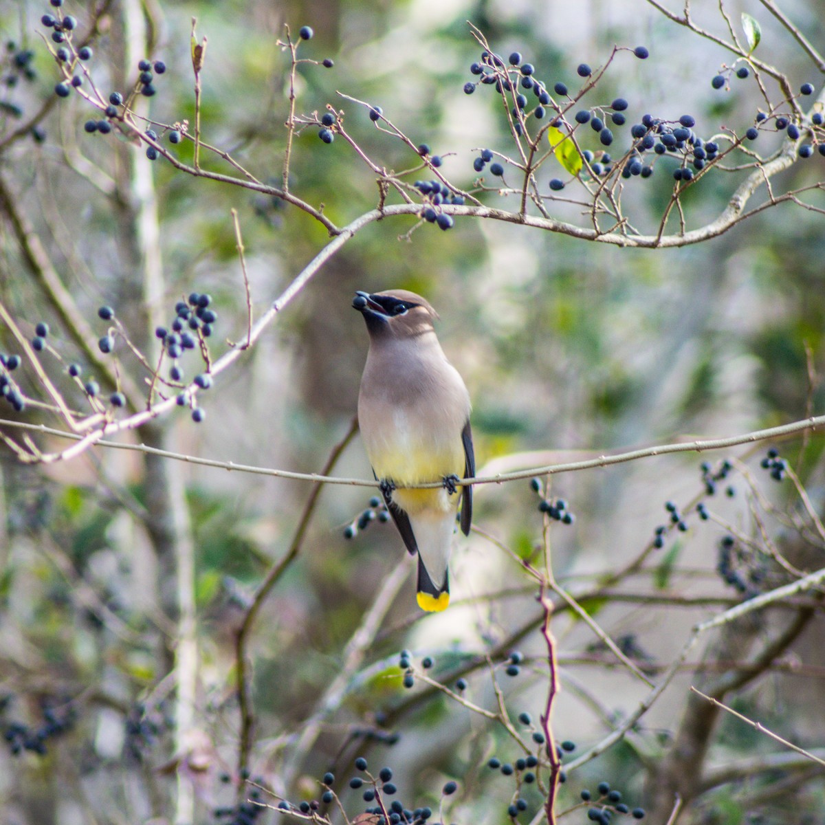 Cedar Waxwing - ML286765661