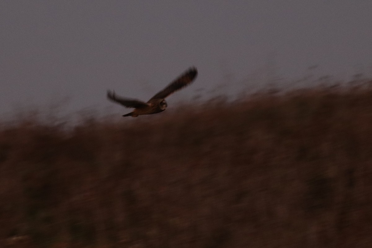 Short-eared Owl - ML286765671