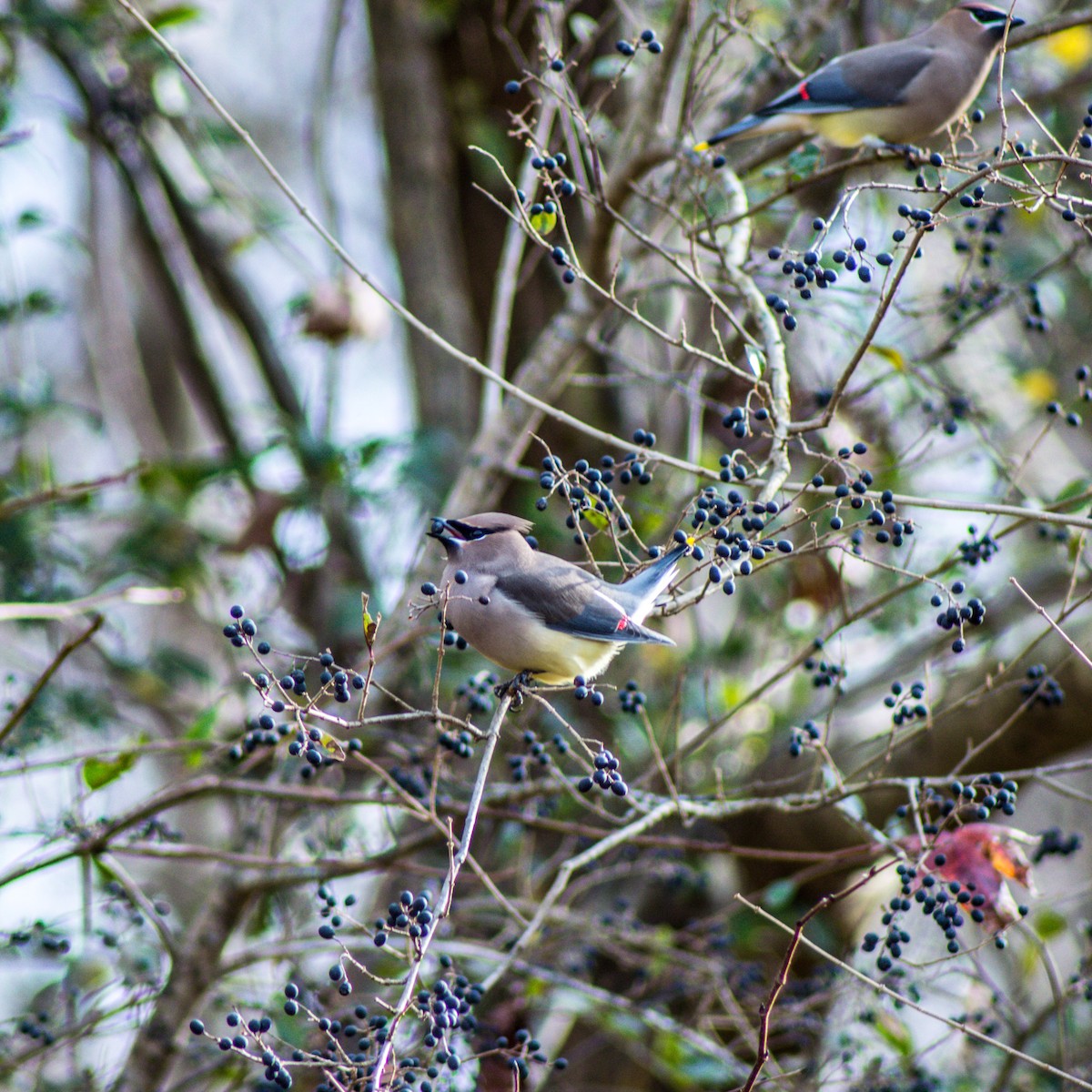 Cedar Waxwing - ML286765681