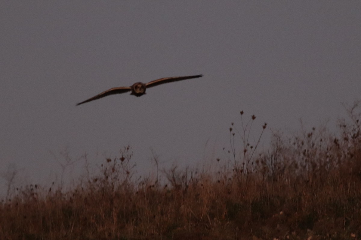 Short-eared Owl - ML286765811
