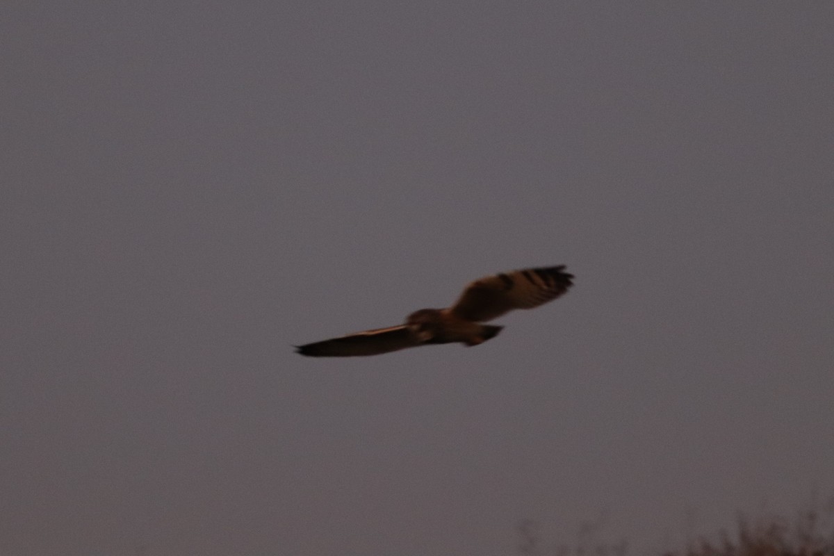 Short-eared Owl - ML286766001