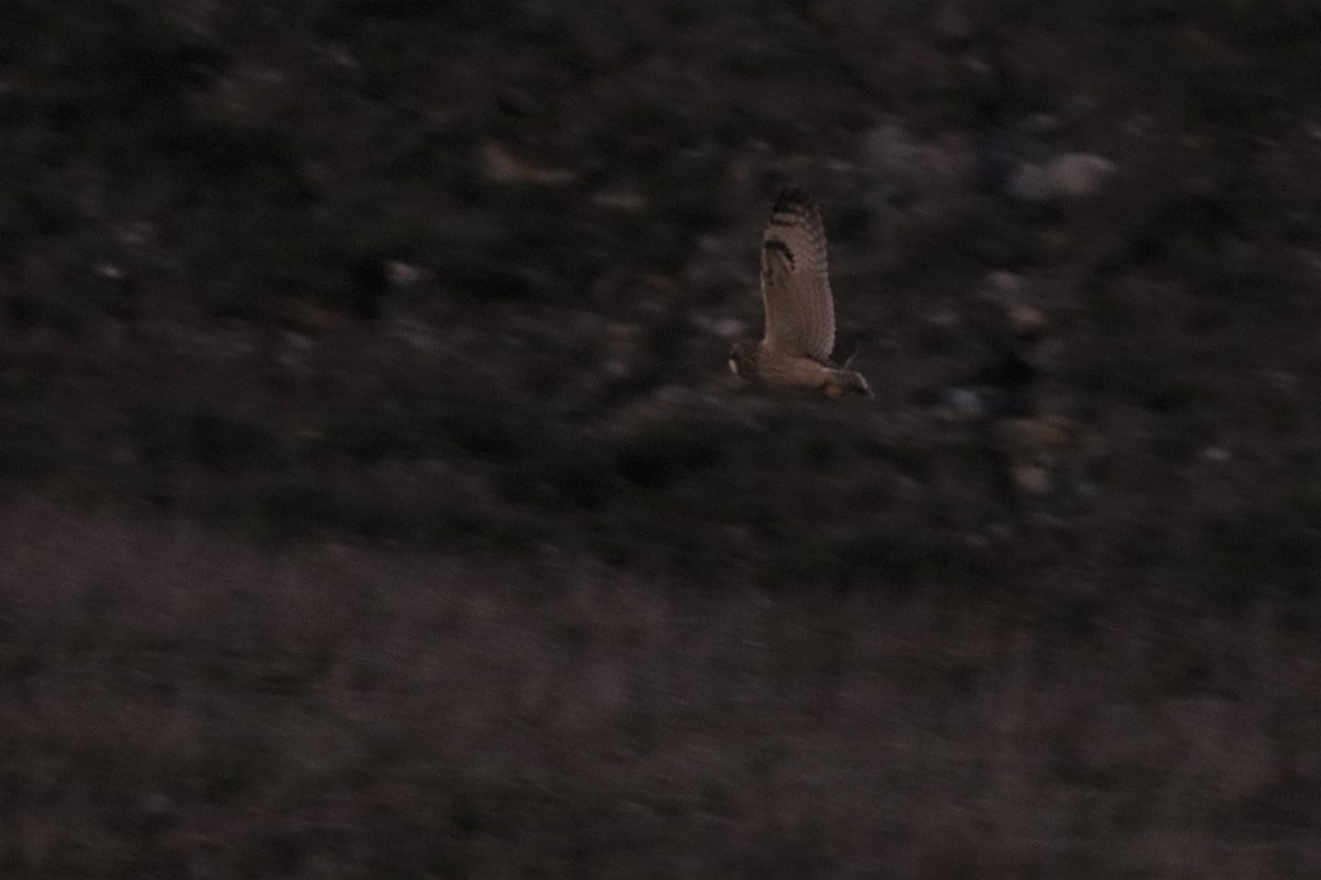 Short-eared Owl - ML286766091