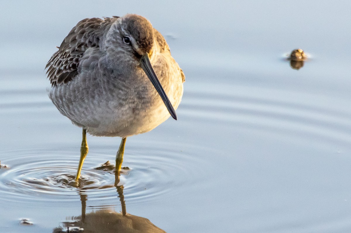 Long-billed Dowitcher - Phil Kahler