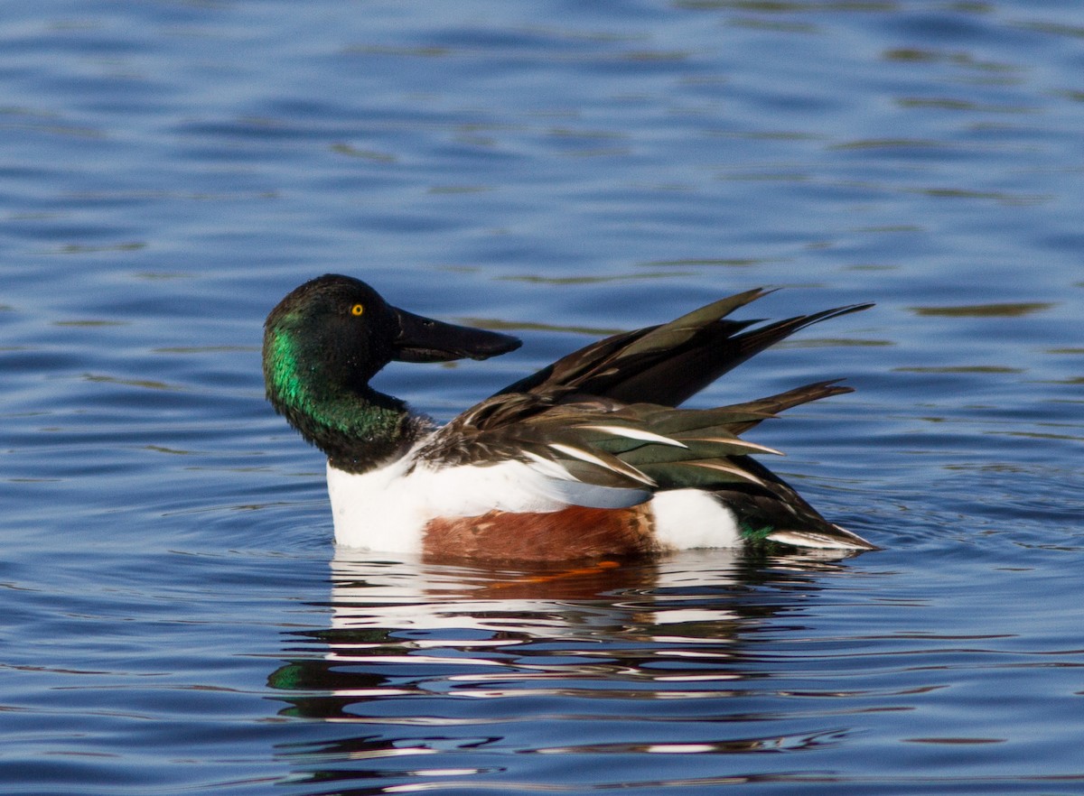 Northern Shoveler - ML286766451