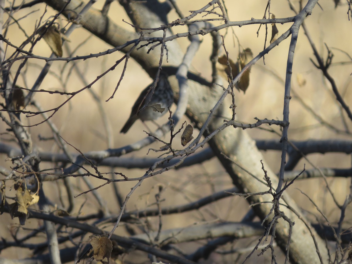 Hermit Thrush - ML286767971