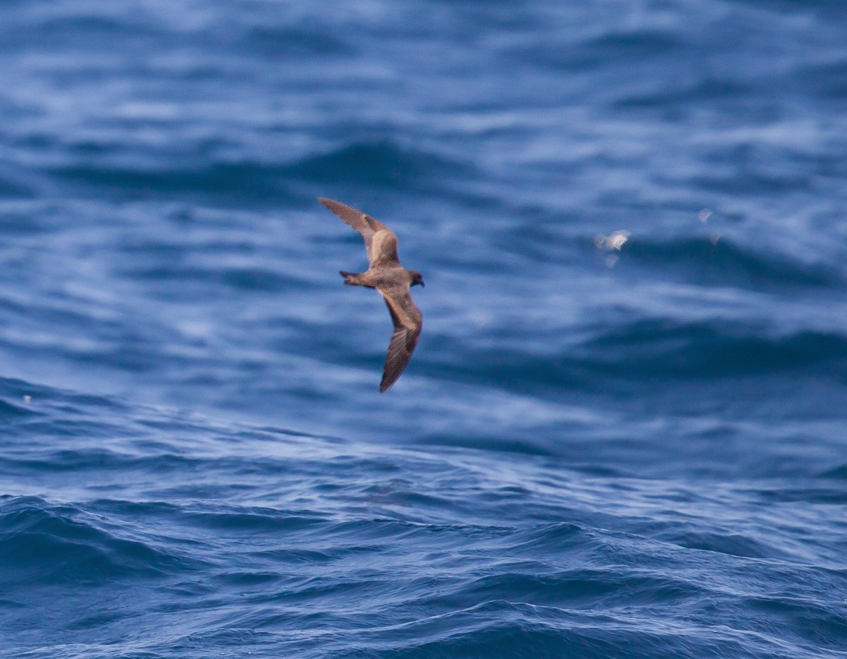 Black Storm-Petrel - Caroline Lambert