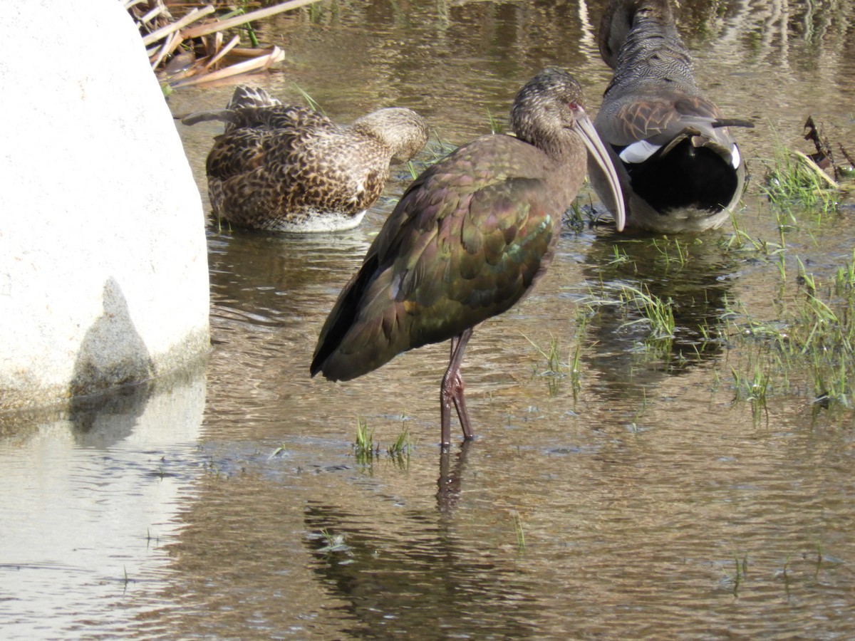 White-faced Ibis - ML286778491