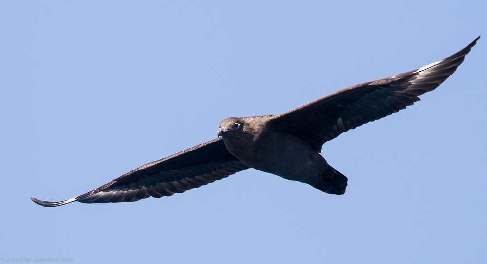 South Polar Skua - ML286778631