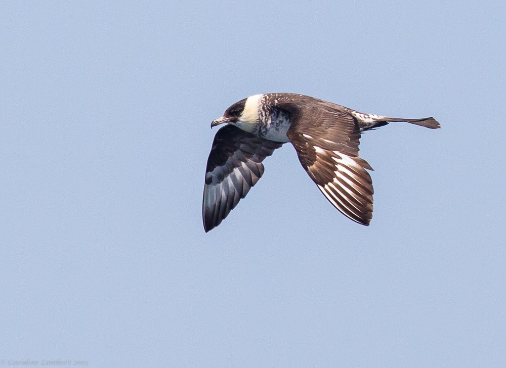 Págalo Pomarino - ML286778691