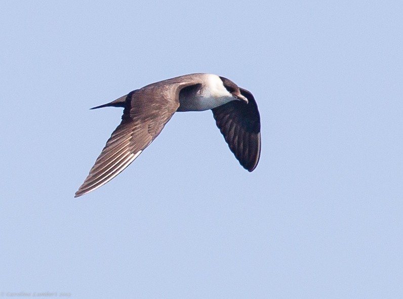 Long-tailed Jaeger - ML286780141