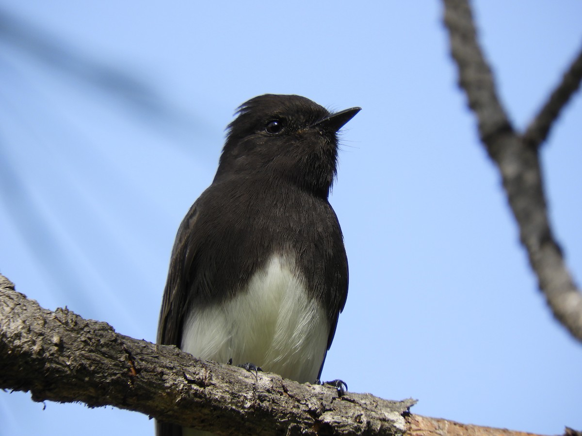 Black Phoebe - ML286781741