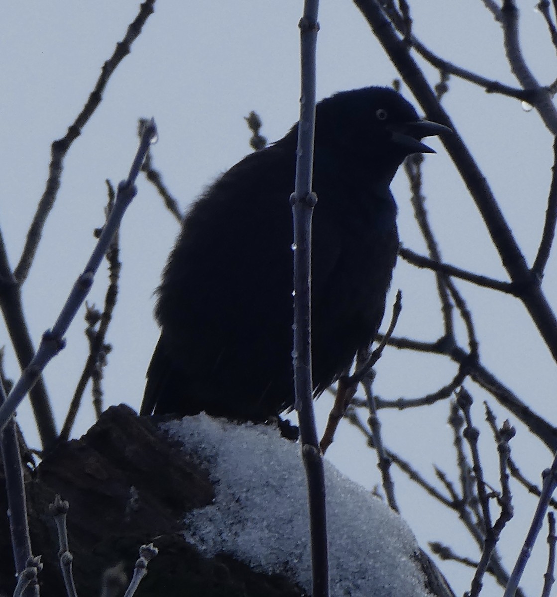 Brewer's Blackbird - ML286783171