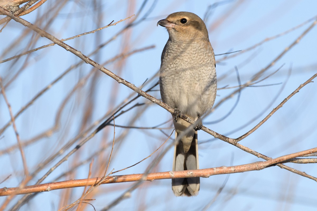 Northern Shrike - ML286784181