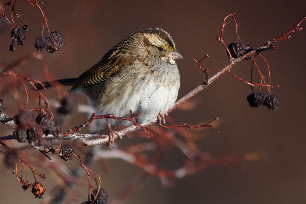 White-throated Sparrow - Darren Clark