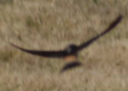 Cliff Swallow - Sally Anderson