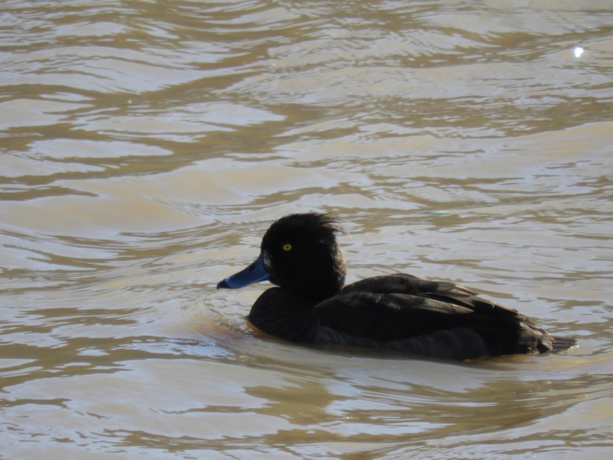 Tufted Duck - ML286786031