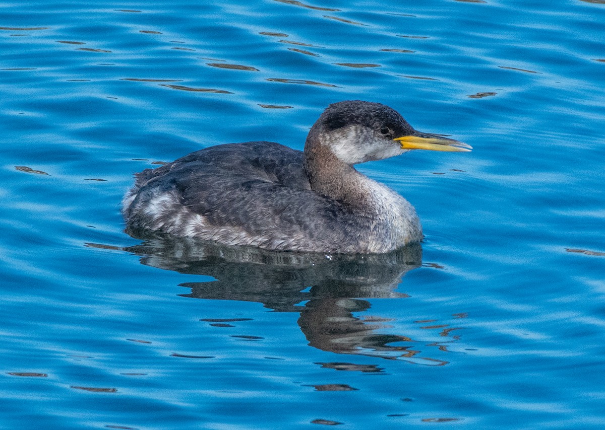 Red-necked Grebe - ML286786121