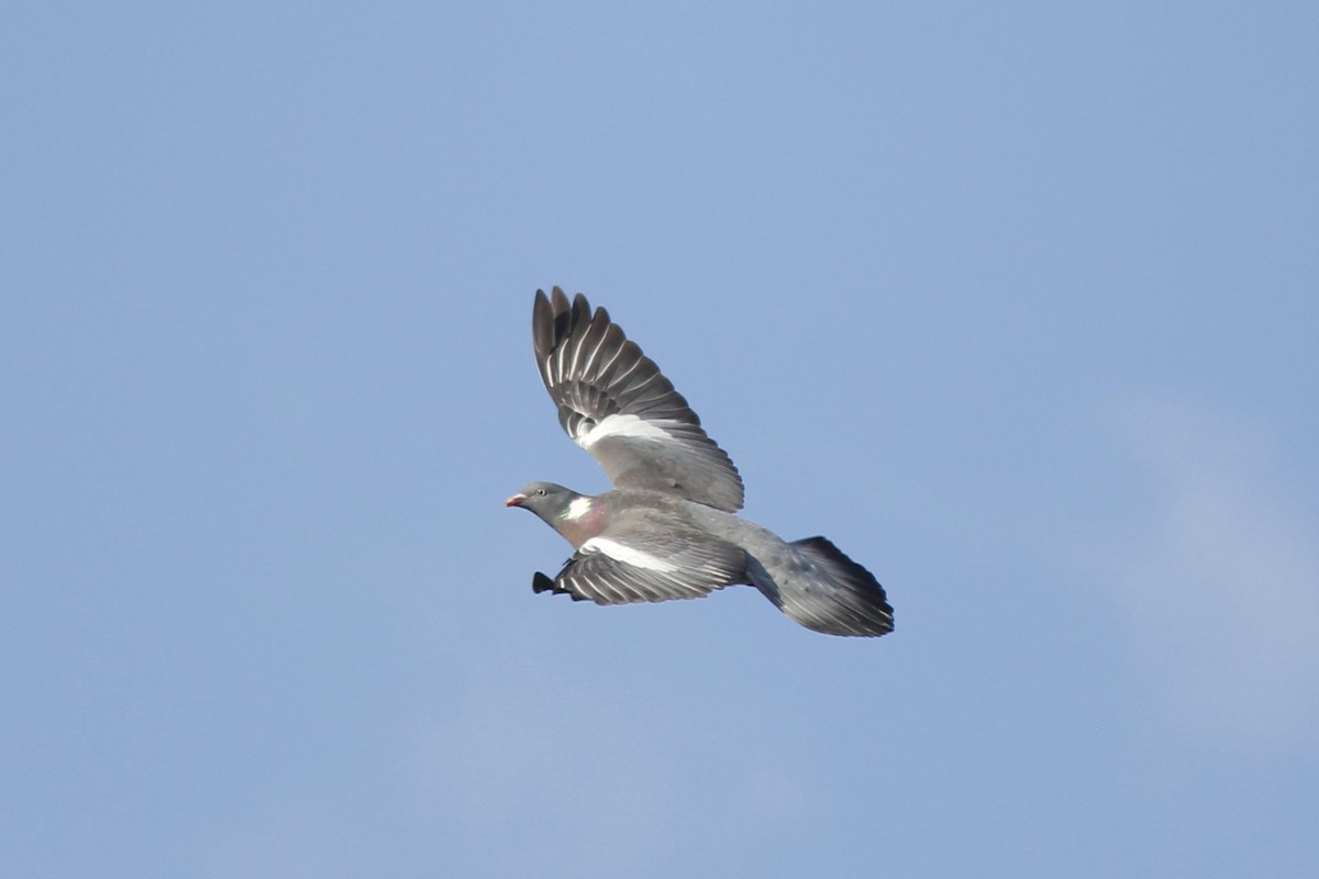 Common Wood-Pigeon - Esme Rosen