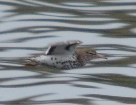 Spotted Sandpiper - ML28678791