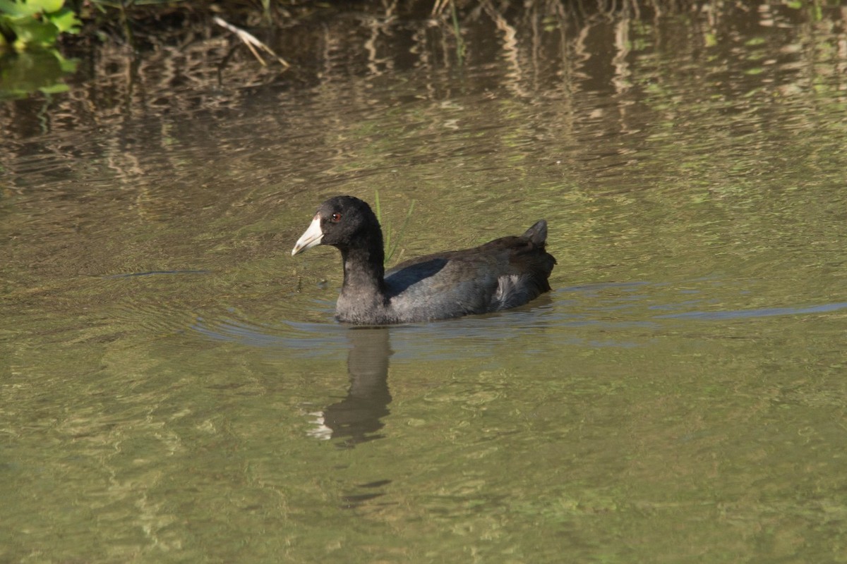 American Coot - Macario Fernández Popo