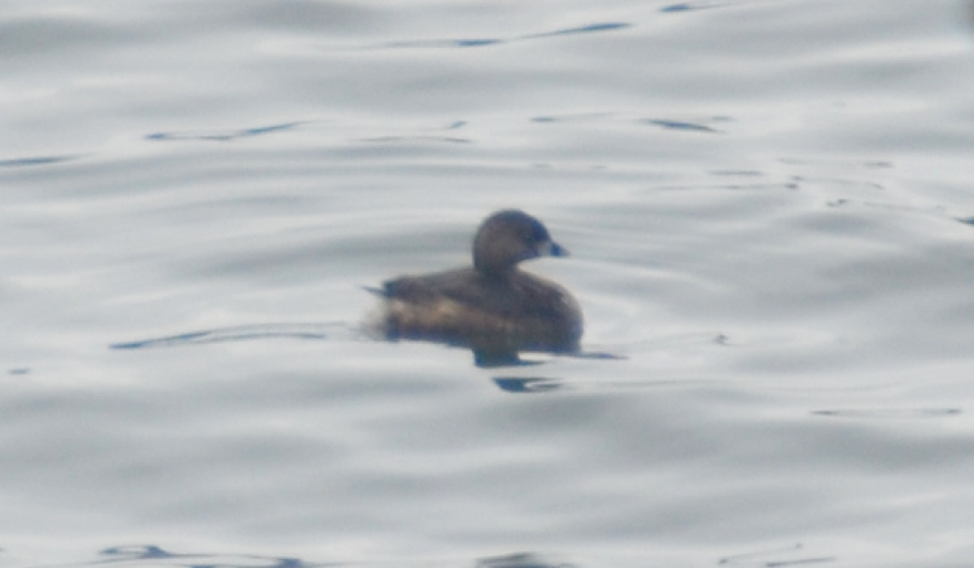 Pied-billed Grebe - ML28679081