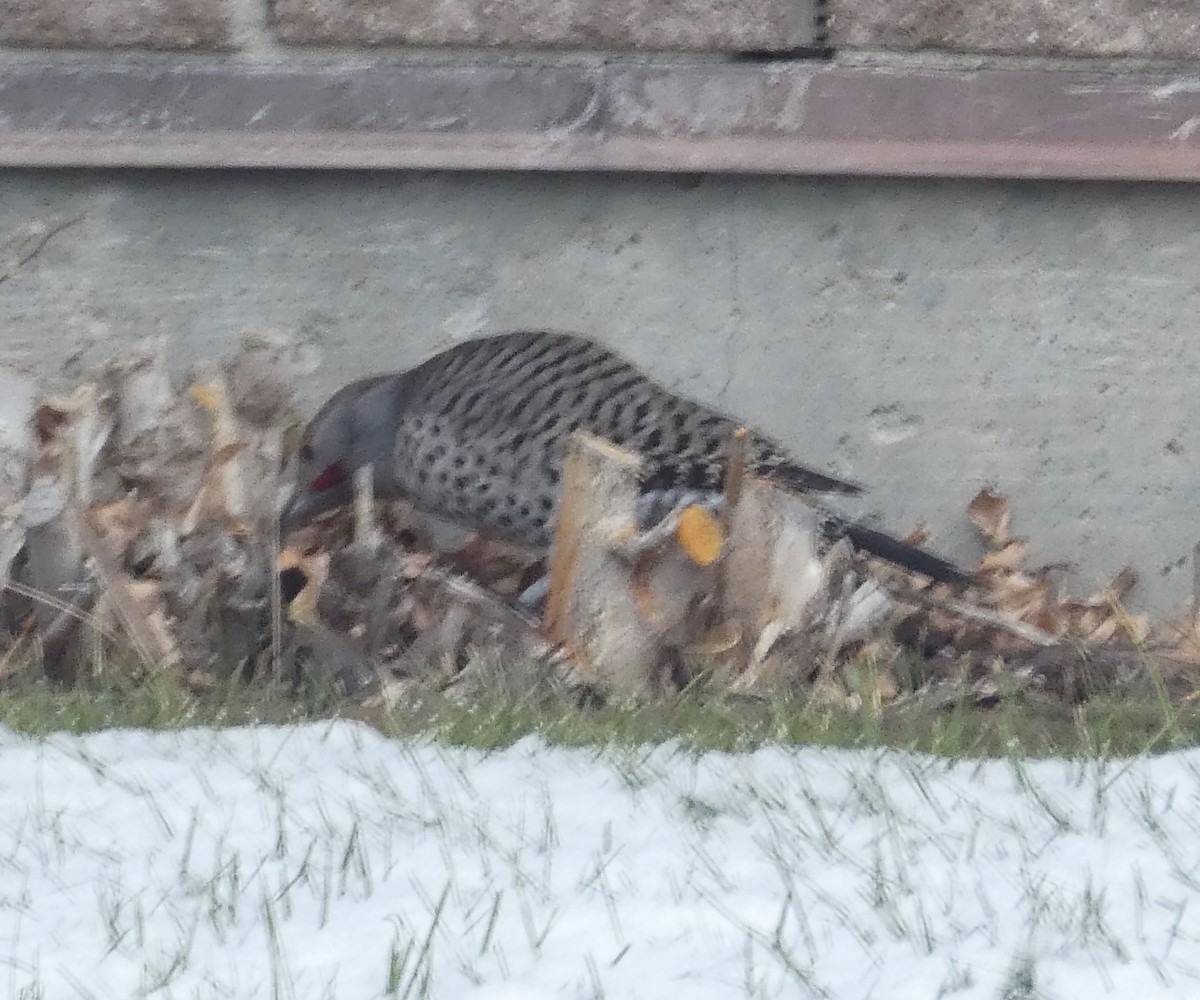 Northern Flicker (Yellow-shafted x Red-shafted) - ML286790841