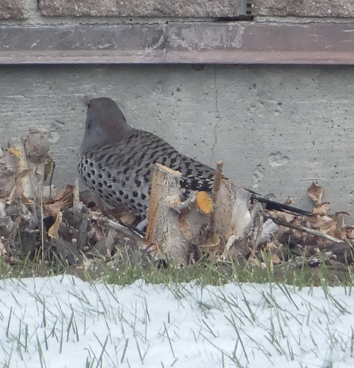 Northern Flicker (Yellow-shafted x Red-shafted) - ML286790851