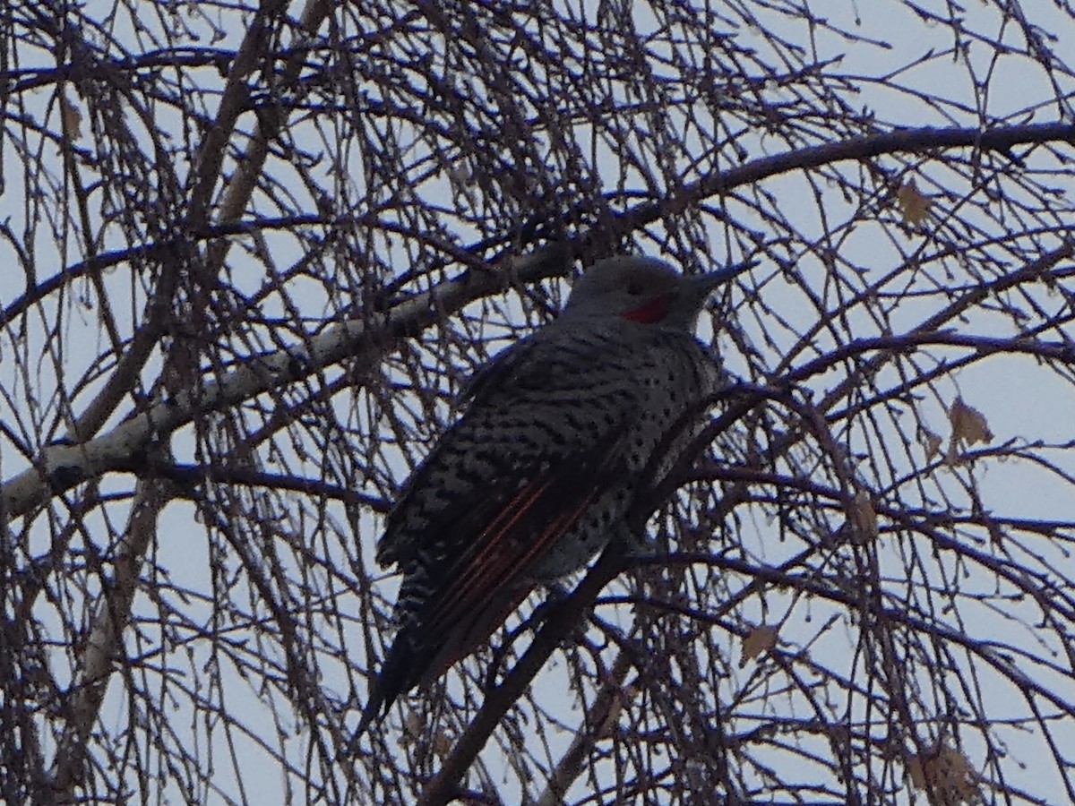Northern Flicker (Red-shafted) - ML286790911