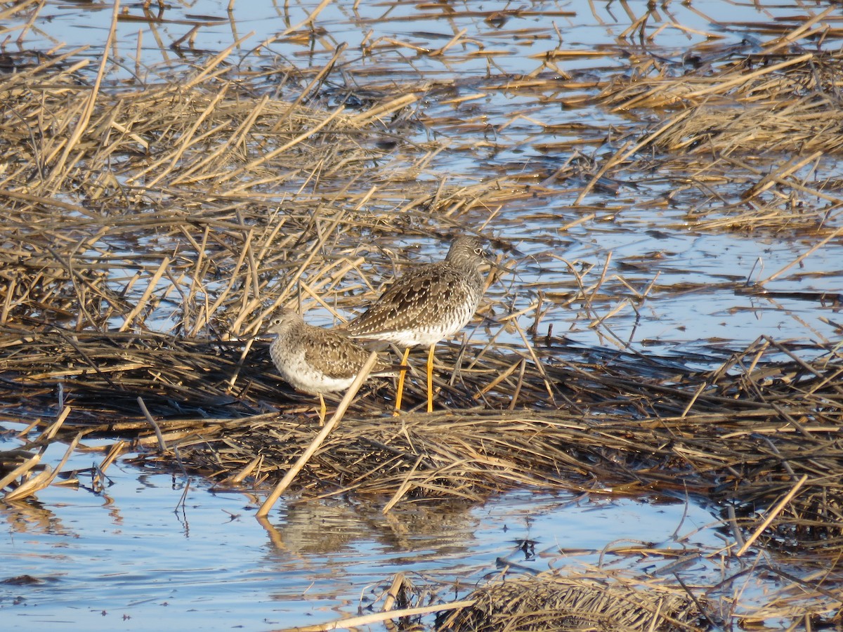 Lesser Yellowlegs - ML28679211